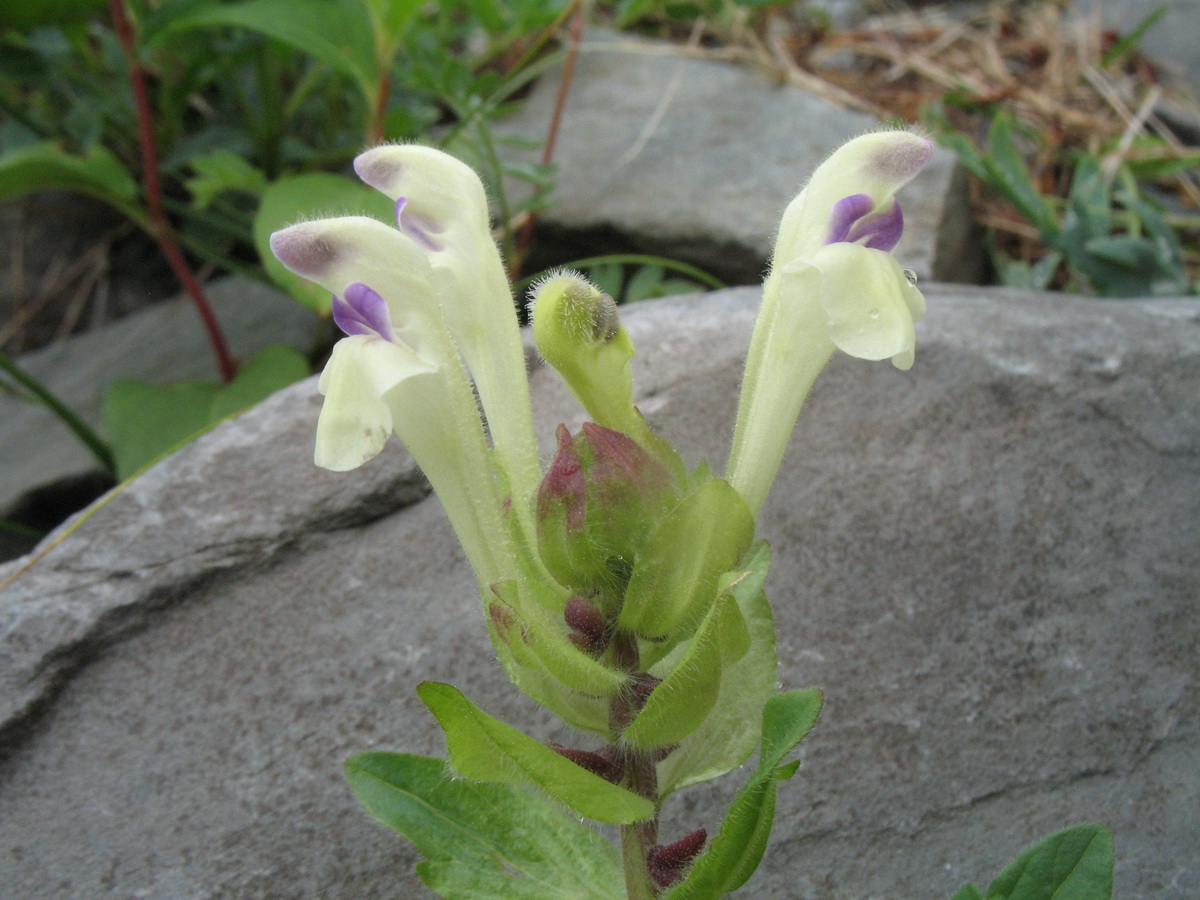 Изображение особи Scutellaria oreades.