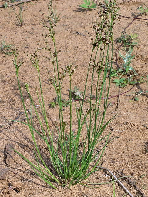 Изображение особи Juncus alpino-articulatus.