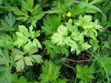 Ranunculus repens