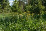 Scorzonera humilis. Куртина цветущих растений на зарастающем лугу на известняке. Ленинградская обл., Волосовский р-н. 07.06.2015.