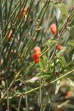 Ephedra equisetina