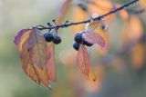 Frangula alnus