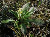 Solidago подвид lapponica