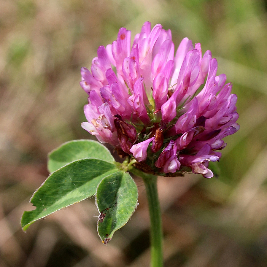 Изображение особи Trifolium pratense.