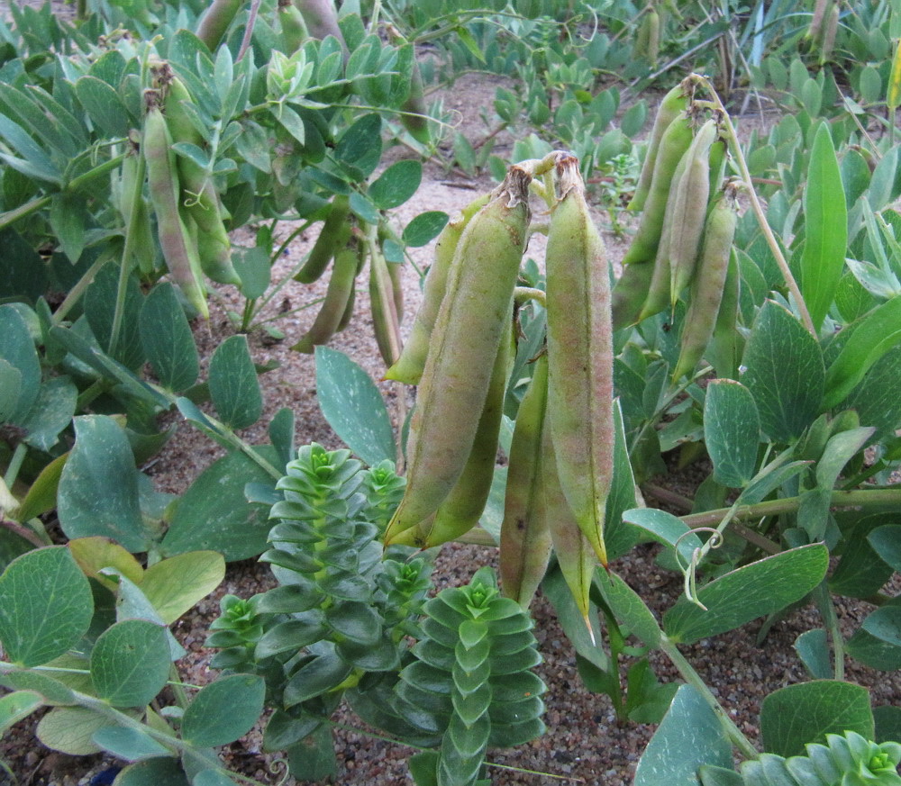 Изображение особи Lathyrus japonicus ssp. maritimus.