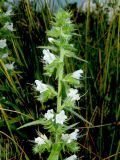 Echium vulgare