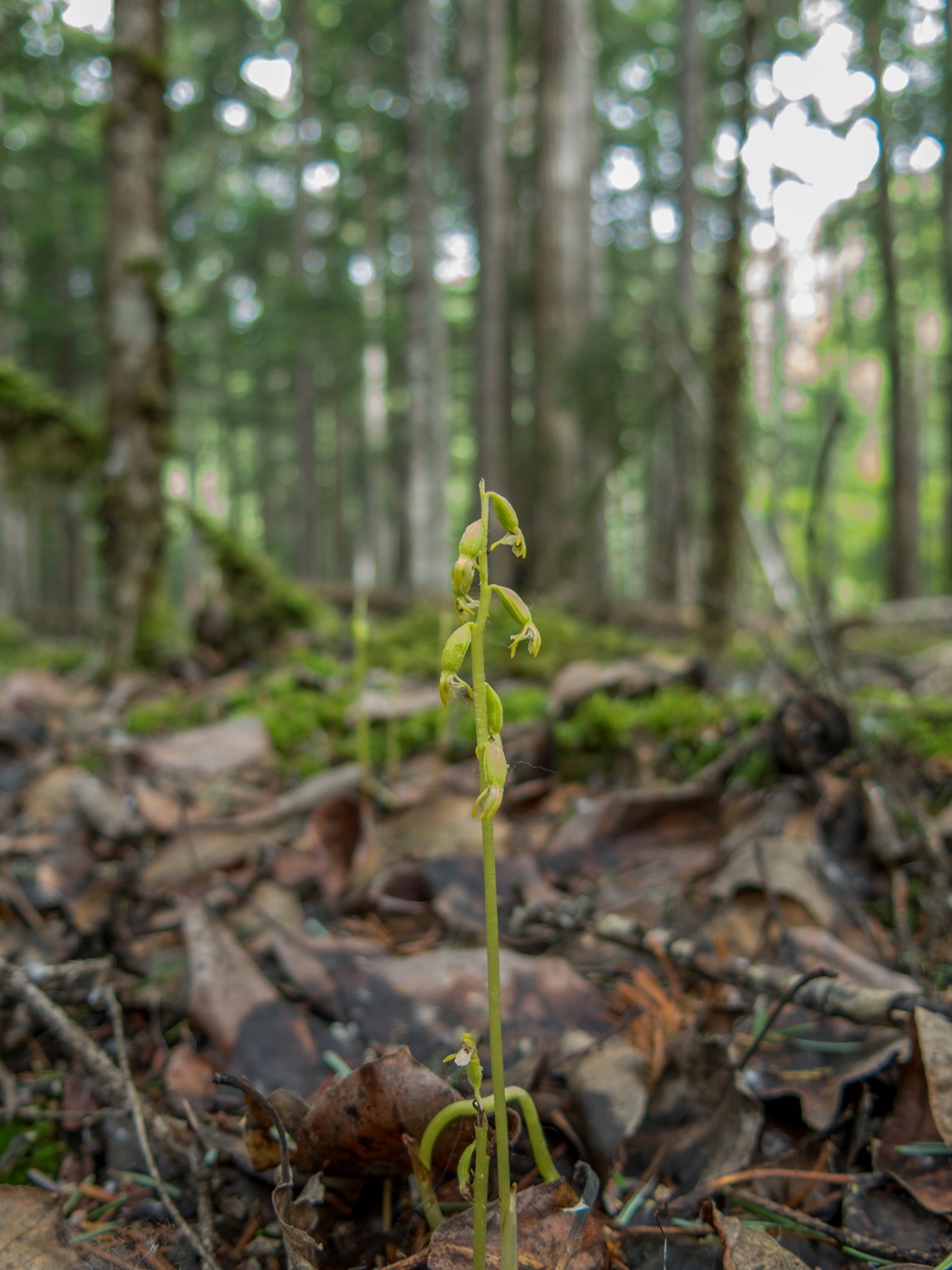 Изображение особи Corallorhiza trifida.