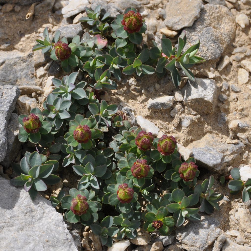 Изображение особи Euphorbia capitulata.