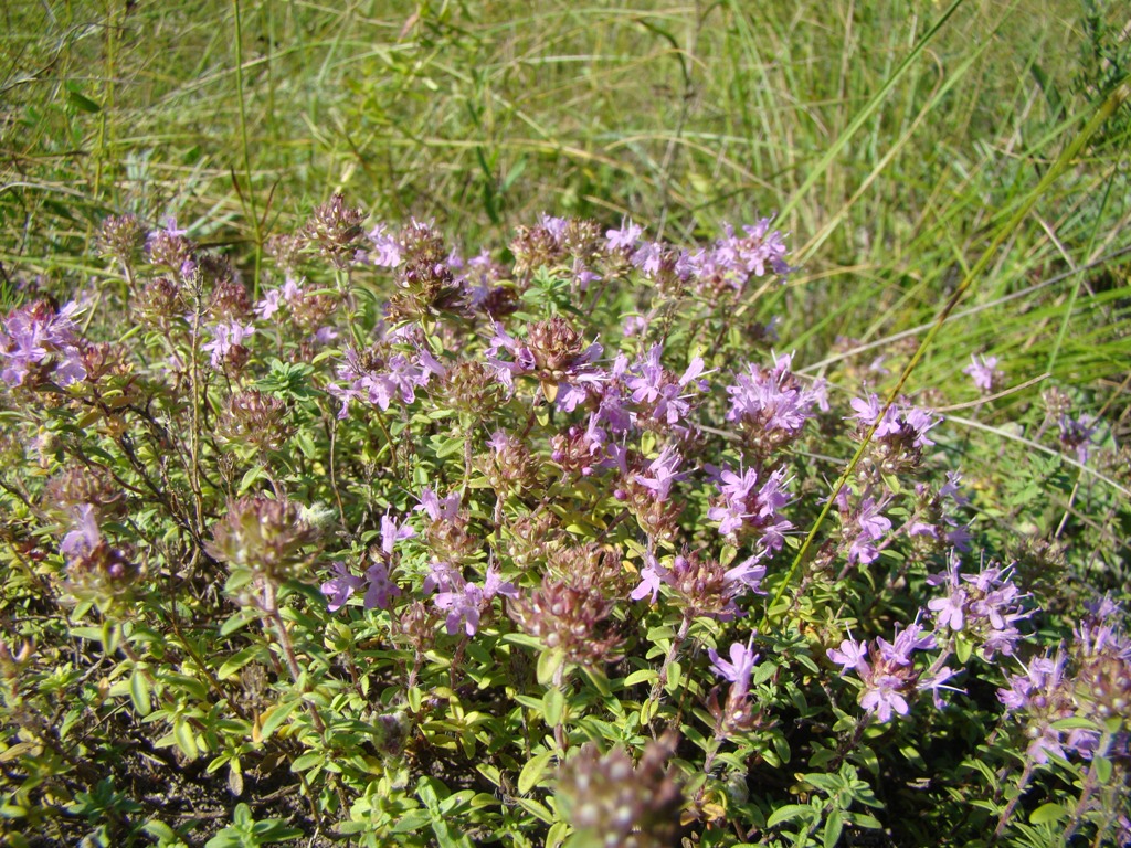 Изображение особи Thymus dubjanskyi.