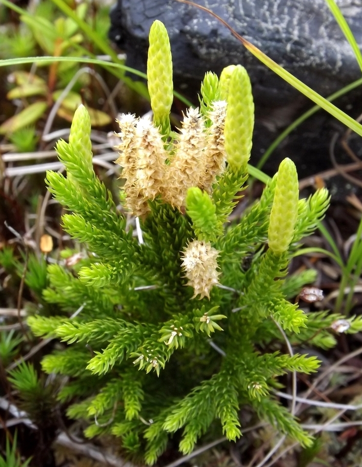 Изображение особи Lycopodium juniperoideum.