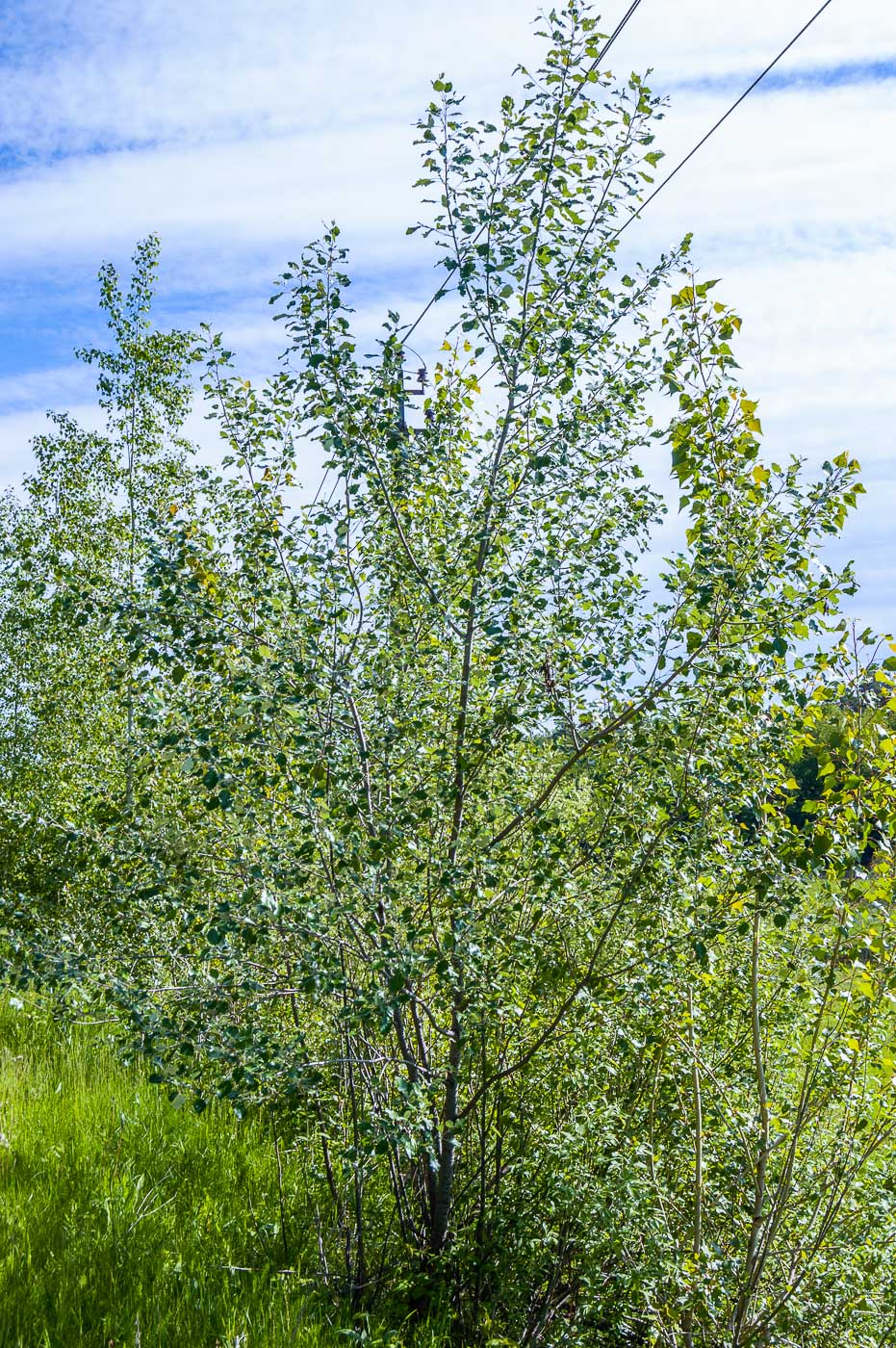 Изображение особи Populus alba.