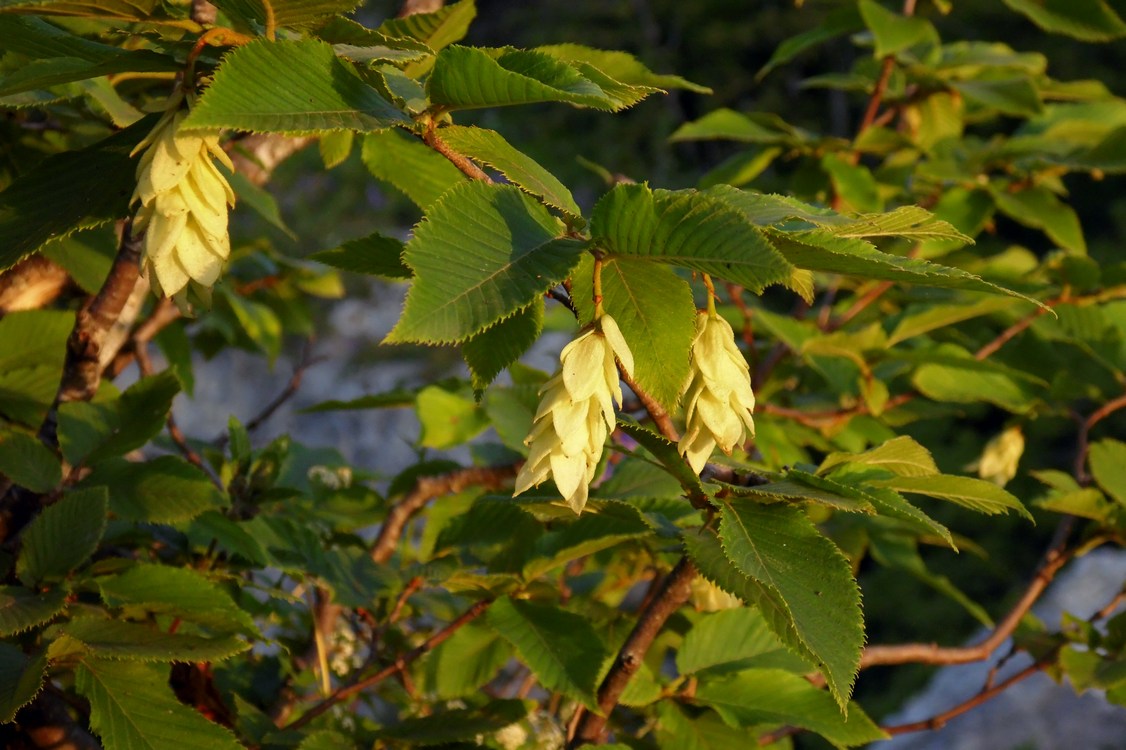 Изображение особи Ostrya carpinifolia.