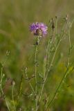 Centaurea scabiosa