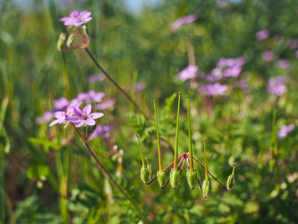 Изображение особи Erodium cicutarium.