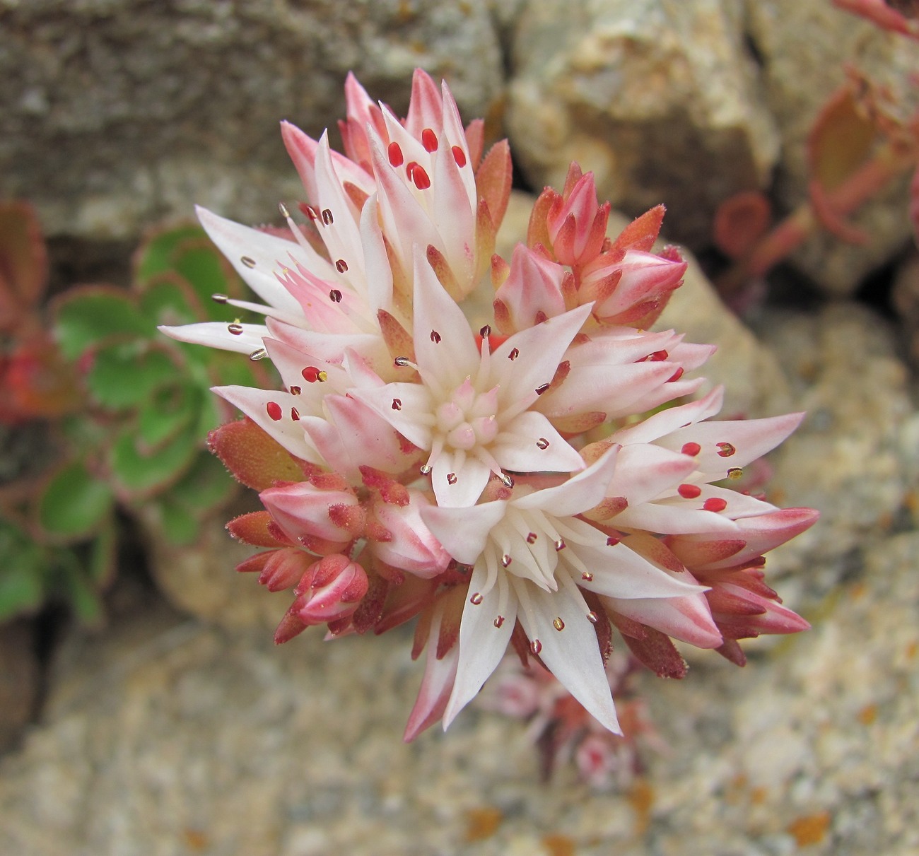 Изображение особи Sedum spurium.