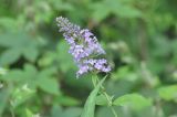 Buddleja davidii. Верхушка побега с соцветием. Южный Китай, пров. Хунань, парк Zhangjiajie National Forest Park, лес. 6 октября.