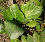 Bergenia crassifolia