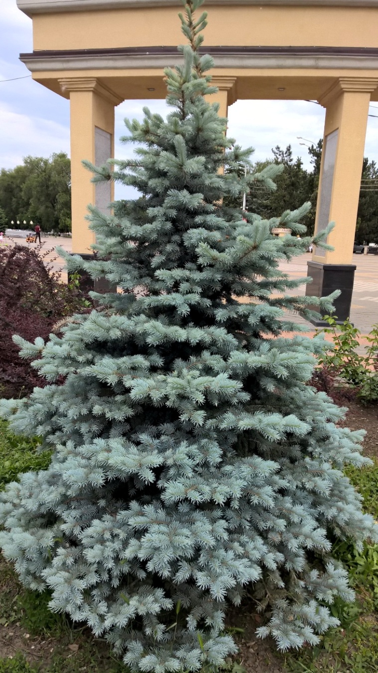 Image of Picea pungens f. glauca specimen.