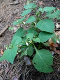 Solanum nigrum