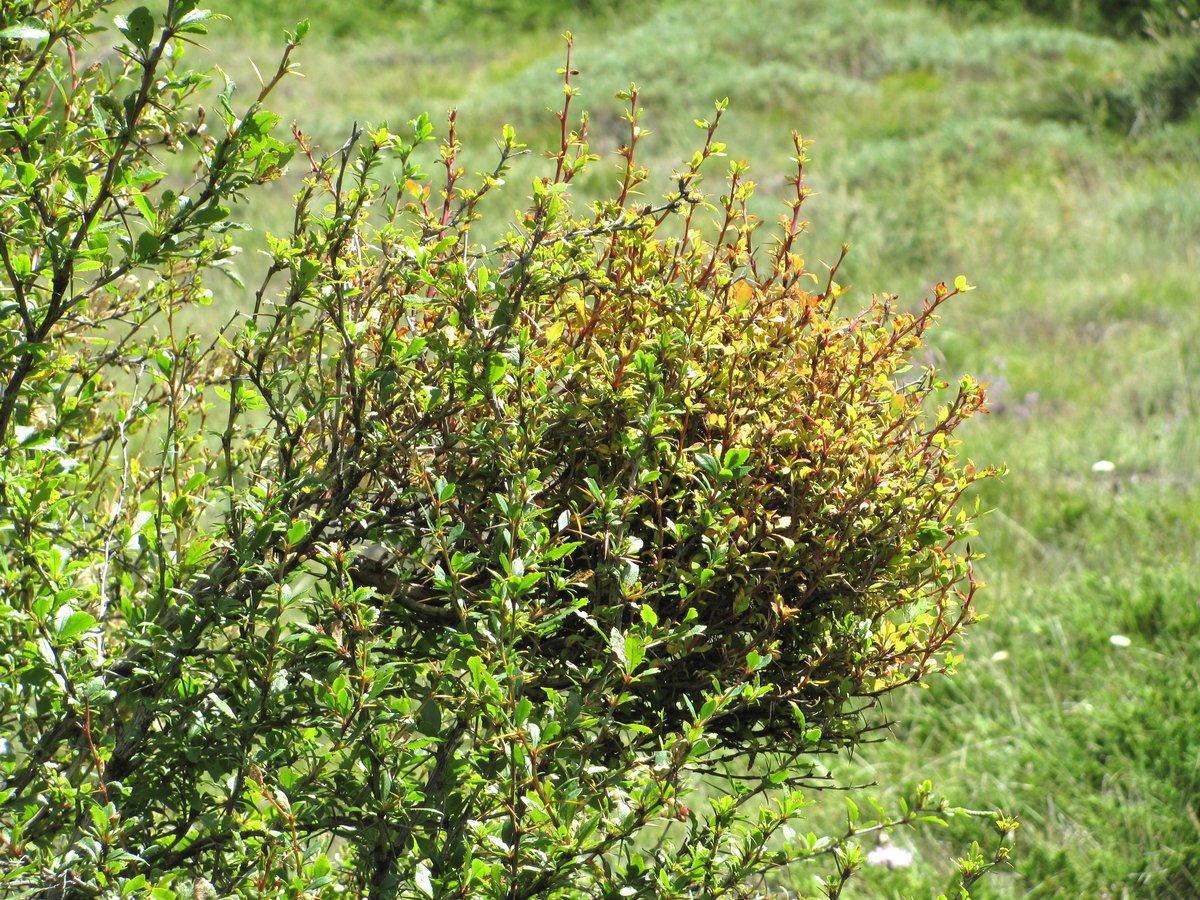 Изображение особи Berberis vulgaris.