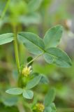 Trifolium rytidosemium. Лист. Карачаево-Черкесия, Зеленчукский р-н, окр. пос. Архыз, хребет Абишира-Ахуба, левый берег р. Кяфар ниже оз. Кяфар, 2350 м н.у.м., субальпийский луг. 31.07.2018.