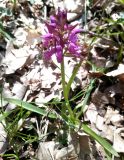 Dactylorhiza romana ssp. georgica