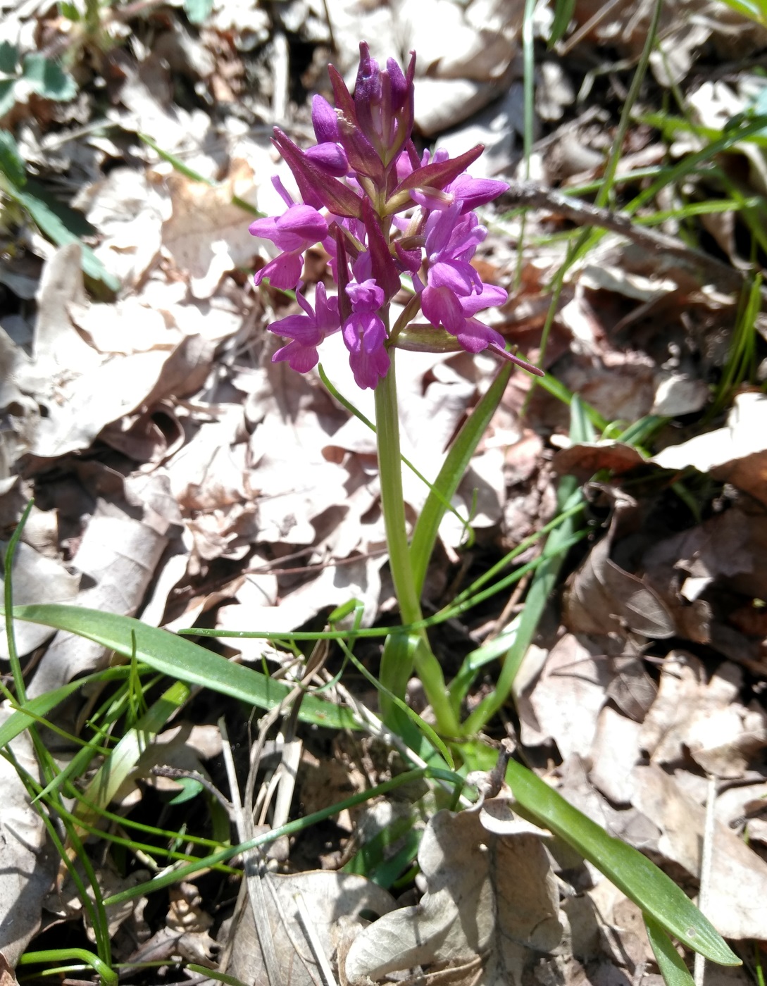 Изображение особи Dactylorhiza romana ssp. georgica.