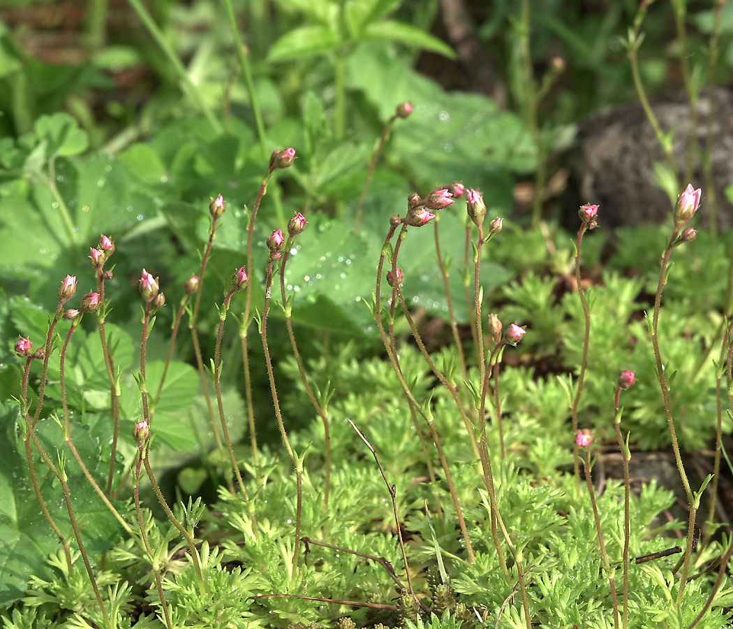 Изображение особи Saxifraga &times; arendsii.