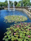 Nymphaea × marliacea