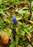 Gentiana acaulis