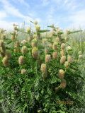 Astragalus alopecurus