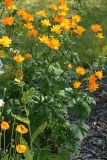 Trollius chinensis