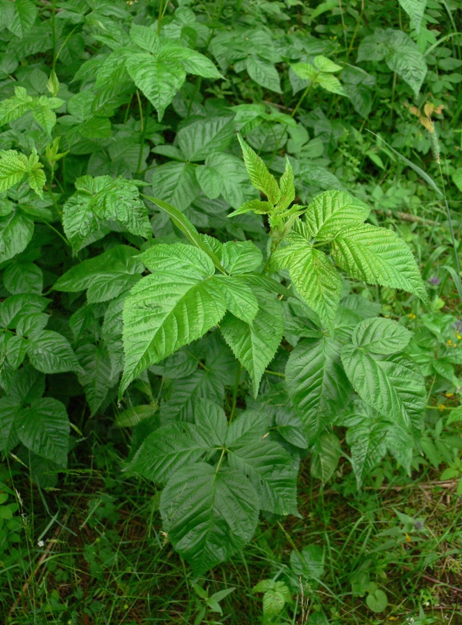 Изображение особи Rubus nessensis.