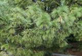Pinus canariensis. Ветви. Испания, Каталония, провинция Барселона, г. Барселона, ботанический сад (Jardi Botanic de Barcelona). Январь.