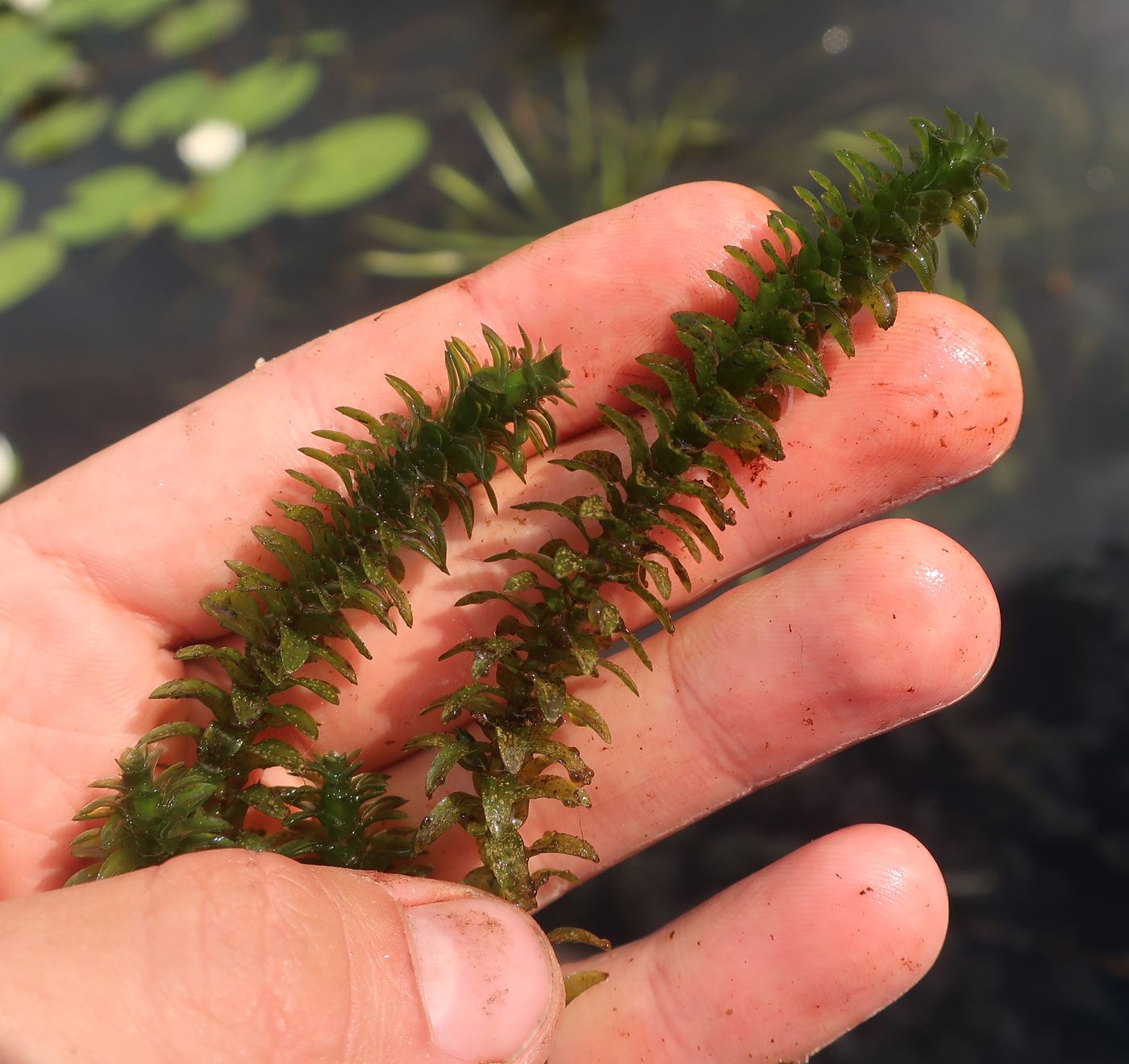 Изображение особи Elodea canadensis.