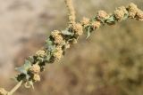 Atriplex ornata. Часть соцветия с незрелыми плодами. Узбекистан, г. Ташкент; остатки исторического памятника \"Шаштепа\", оплывший лёссовый холм. 04.09.2022.