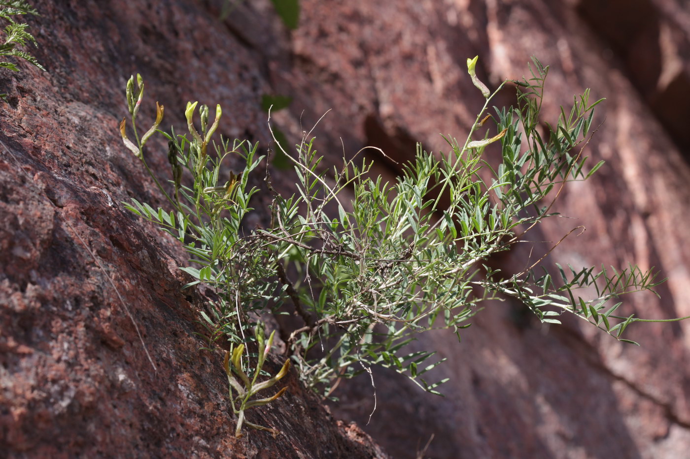 Изображение особи Astragalus spryginii.