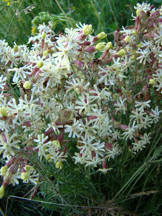 Изображение особи Silene spergulifolia.