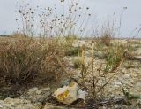 Tragopogon dubius подвид major. Досыхающее плодоносящее растение в сообществе с Atraphaxis frutescens и Cephalaria uralensis. Оренбургская обл., Соль-Илецкий ГО, окр. с. Михайловка, дол. р. Бердяевка, вершина Змеиной горы. 5 сентября 2023 г.