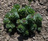 Rhodiola sachalinensis