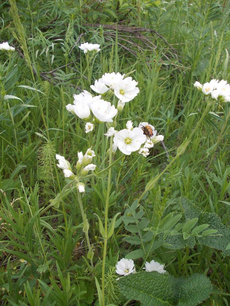 Изображение особи Cerastium maximum.