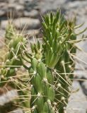 Austrocylindropuntia subulata. Верхушка ветки с молодым члеником. Греция, о. Сими, в озеленении улицы. 21.07.2012.