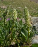 Lagotis integrifolia