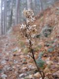 Solidago virgaurea ssp. taurica