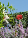 Hibiscus schizopetalus