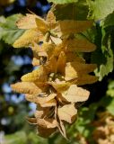 Carpinus betulus. Созревающее соплодие. Германия, г. Essen, Grugapark. 29.09.2013.