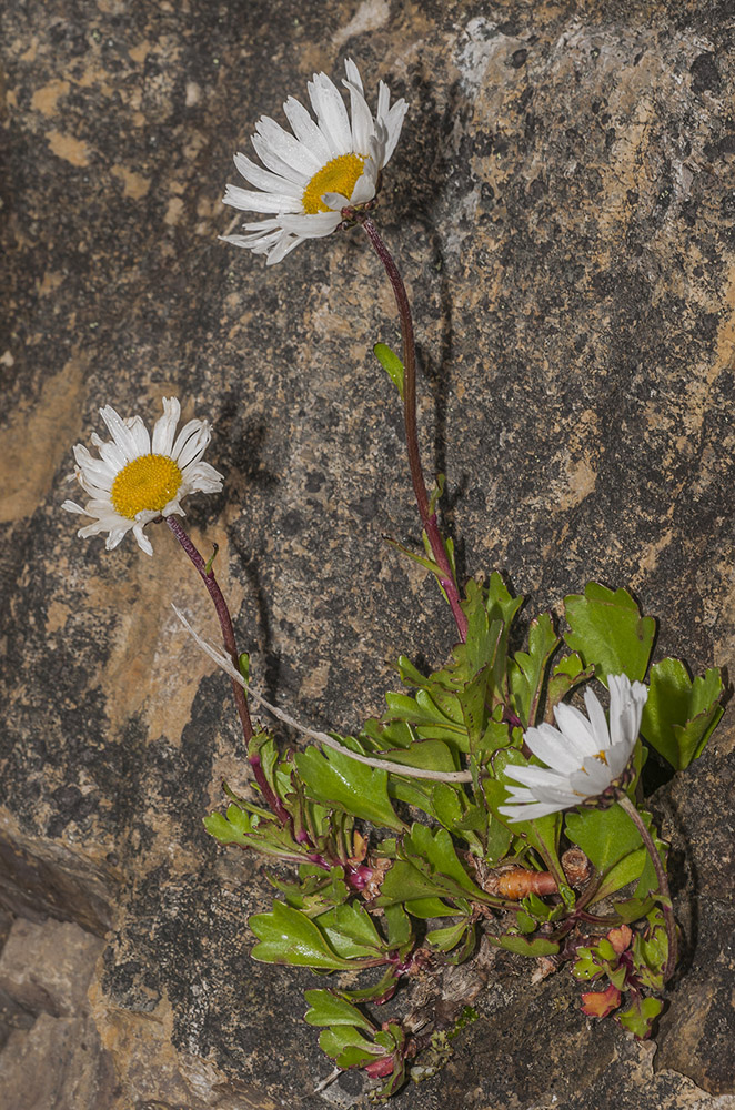 Изображение особи Arctanthemum arcticum.