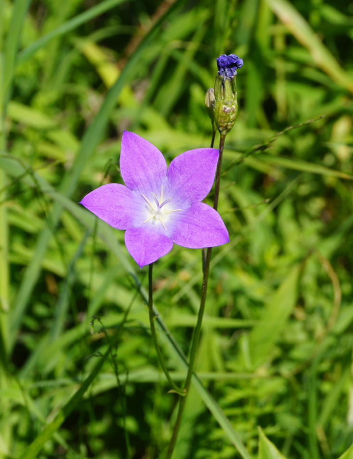 Изображение особи Campanula altaica.