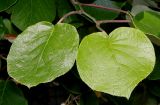 Actinidia chinensis var. deliciosa