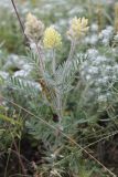 Oxytropis pilosa. Цветущее растение. Украина, Днепропетровская обл., Криворожский р-н, с. Широкое, склон балки. 22.06.2014.